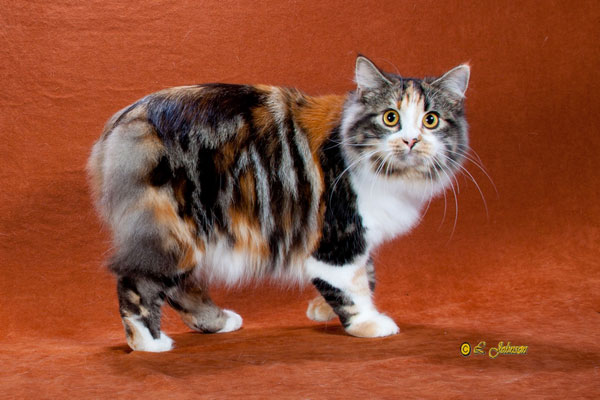 RW OD SGC Faerietail Dark Opal