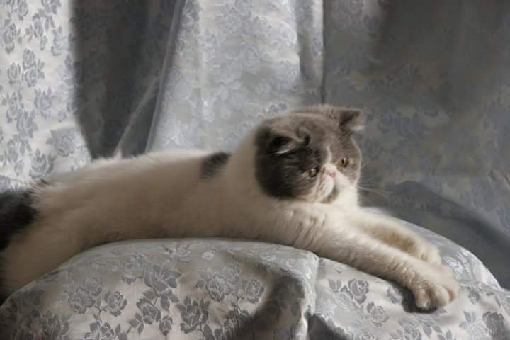 OD CH Vita Nova Marie Antoinette